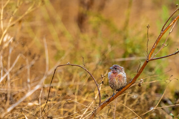 pink finch on a branch