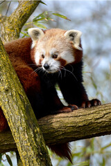 Red panda (Ailurus fulgens) on branch tree 