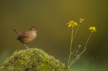 Zaunkoenig Troglodytes troglodytes