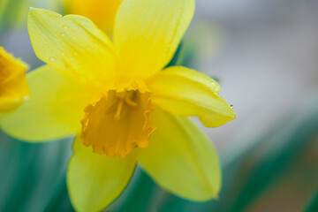 Obraz premium Yellow daffodil flower on a defocused background. Selective focus on the central part of the flower. Closeup with shallow depth of field.