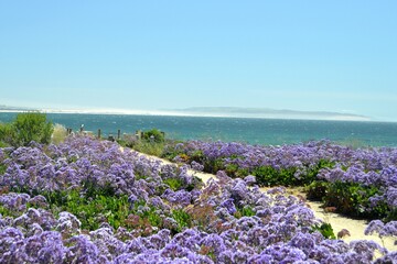 Purple wildflowers along the shoreline of Pismo Beach, San Louis Obispo County California.