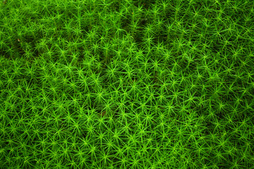 the texture of the forest moss
