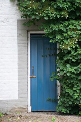 exterior wall of old building. With blue wood door and largen climbing plant on the right side. Rural building in the netherlands. Old vintage architecture. 