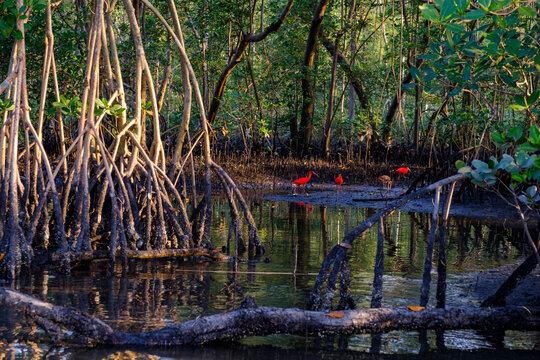 mangrove