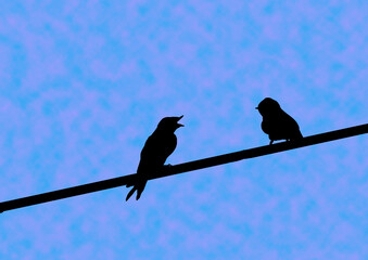 oiseaux cable © c-chez-marc