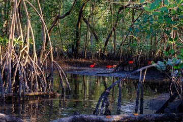 mangrove and birds