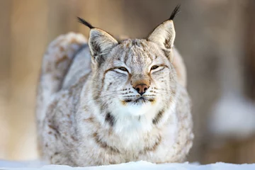Ingelijste posters Closeup of Eurasian lynx relaxing on snow © kjekol
