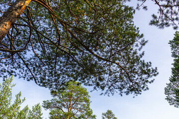 natural, beautiful, colorful trees with green foliage, coniferous trees in the autumn forest against the blue sky
