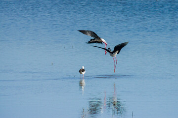 Cigueñuela (Himantopus himantopus),Es Cibollar, parque natural de la albufera de mallorca, Mallorca,Islas Baleares,Spain.
