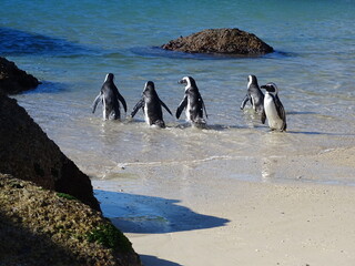 Obraz premium Pinguine am Boulders Beach in Simons Town in Südafrika