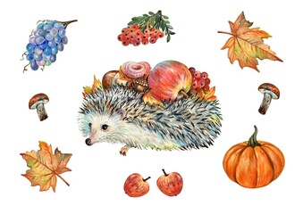 Watercolor autumn decoration.  Hedgehog, pumpkin, grapes, apple, mushroom, leaf, rowan isolated on white background. Concept of thanksgiving day or Halloween. Design element. 