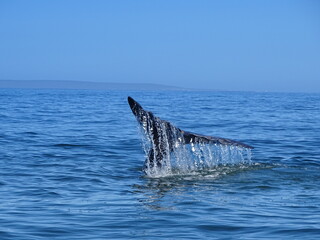 Wale beim Whale watching vor Hermanus in Südafrika © Ralph