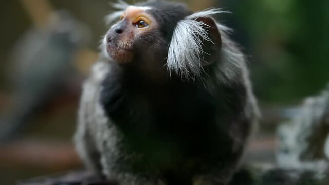 Close-up of a saugi monkey at the zoo.