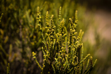 Salicornia, Flor de Sal del Trenc, visita guiada,Salobrar de Campos, Campos del Puerto,Mallorca, balearic islands, spain, europe
