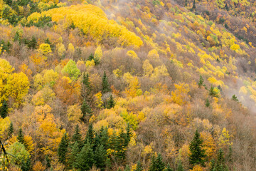 bosque de la Pardina del Señor  ( la Pardina Ballarín) , Fanlo, valle del Chate, Provincia de Huesca, Spain, europe