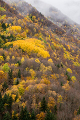 bosque de la Pardina del Señor  ( la Pardina Ballarín) , Fanlo, valle del Chate, Provincia de Huesca, Spain, europe