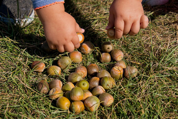 Little girl picking acorns in autumn park. Close-up.