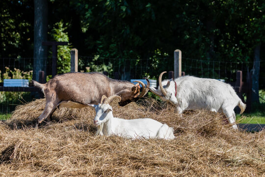 Zagroda - kozy Capra hircus w swoim gospodarstwie - krajobraz rolniczy, hodowla zwierząt domowych