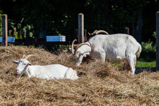 Zagroda - kozy Capra hircus w swoim gospodarstwie - hodowla zwierząt domowych