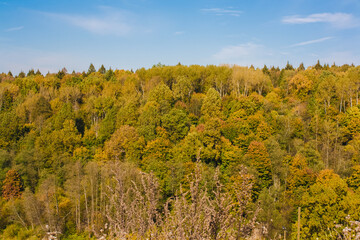 Landscape of beautiful autumn colorful trees in forest and blue sky. Picturesque woodland view in october