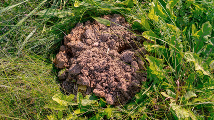 mole hole on green grass on farm land pest animal concept