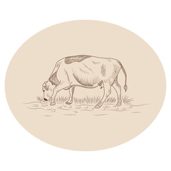 Cow, Hand drawn in a graphic style. Vintage engraving illustration for poster, web