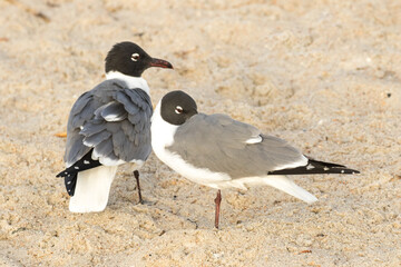 Two laughing gulls resting on the beach at Amelia Island, Florida.