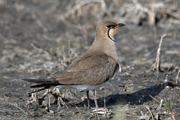 Red-winged pratincole from Greece // Rotflügel-Brachschwalbe (Glareola pratincola), Griechenland