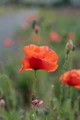 red poppy flower