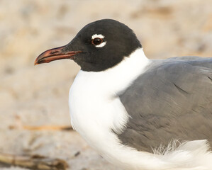 A portrait of a laughing gull resting on the beach at Amelia Island, Florida.
