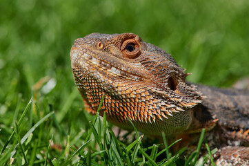 portrait of a male bearded dragon (Bartagame) in the sunshine on a meadow