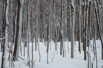 Fototapeta premium Arbres en hiver