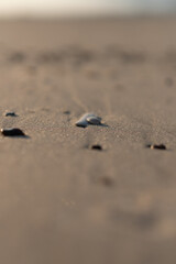 footprints in the sand