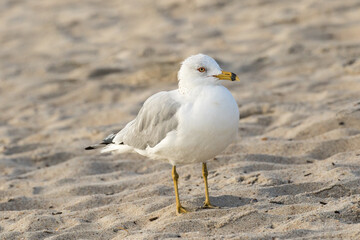 A juvinal laughing gull on the beach at Amelia Island, Florida.