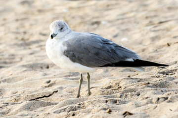 A juvinal laughing gull on the beach at Amelia Island, Florida.