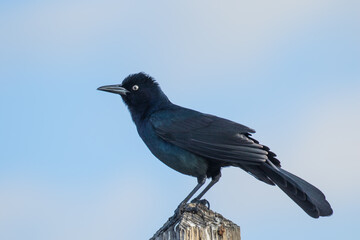 A great tailed grackle in the early morning on Amelia Island, Florida.