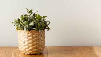 Green plant on wooden table. indoor plants, Scandinavian style in the interior. Copy space
