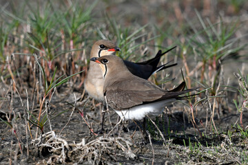 Red-winged pratincole from Greece // Rotflügel-Brachschwalbe (Glareola pratincola), Griechenland