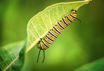 Oruga Monarca
