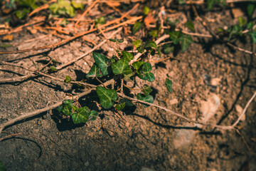 Ivy in the forest stretches along the ground