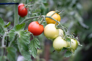Tomates du jardin à Rignat, Ain, France