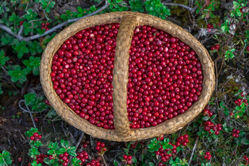 Red berries of a lingonberry in a basket. Photo from above. Selective focus on berries.