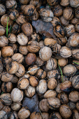 Noix fraichement ramassées 