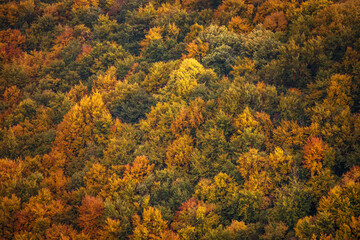 Beautiful orange and red autumn forest.