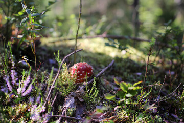 Naklejka na ściany i meble nature, wildlife, mushroom, fly agaric, forest, thickets, green, light in the clearing, summer, twigs in the grass, natural beauty