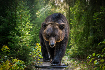 The Kamchatka brown bear or Ursus arctos piscator. Bear is coming towards the camera. Closeup of...