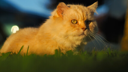 Chat persan tapi dans l'herbe