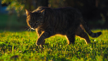 Naklejka na ściany i meble Chat tigré gambadant doucement dans l'herbe, ayant une posture de prédateur