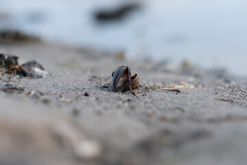 musle on the beach