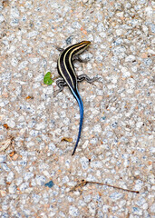 Close-up of a Five-lined Skink (Eumeces fasciatus).